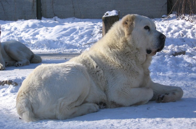 Туркмен алабай движение