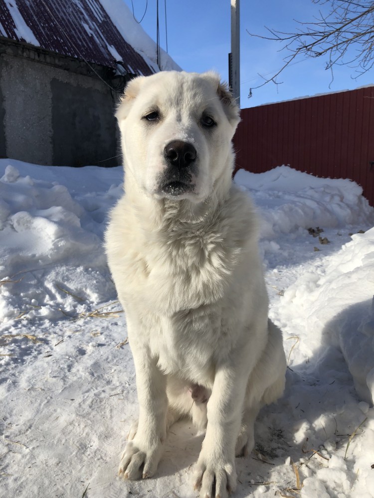 Тибетский алабай