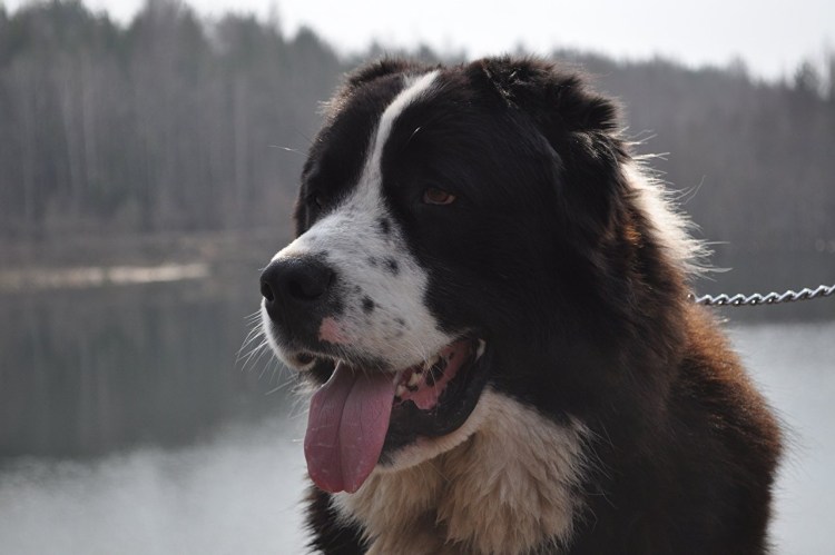 Среднеазиатская овчарка