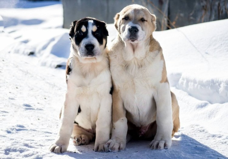 Алабай зверь