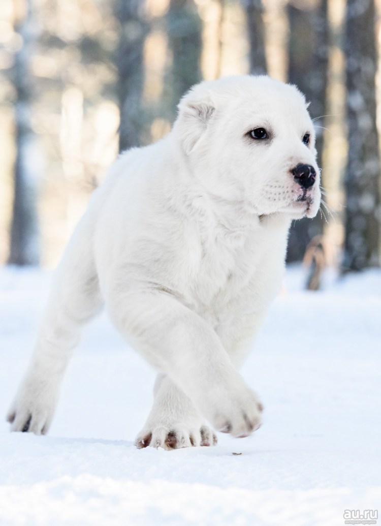 Тибетский алабай фото