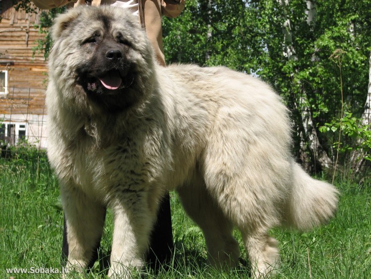 Кавказская овчарка