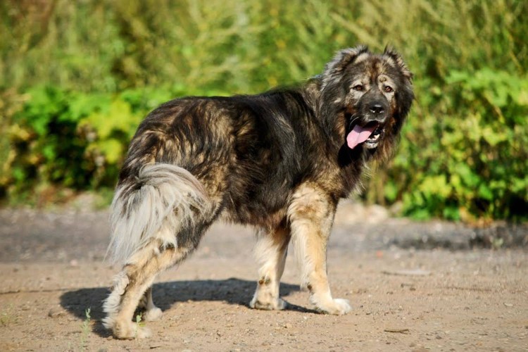 Волкодав овчарка