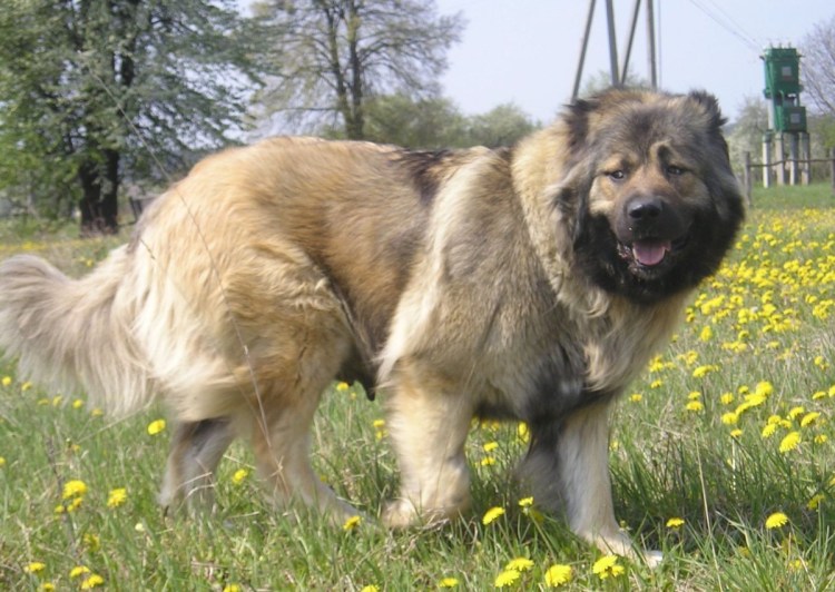 Карабахская овчарка