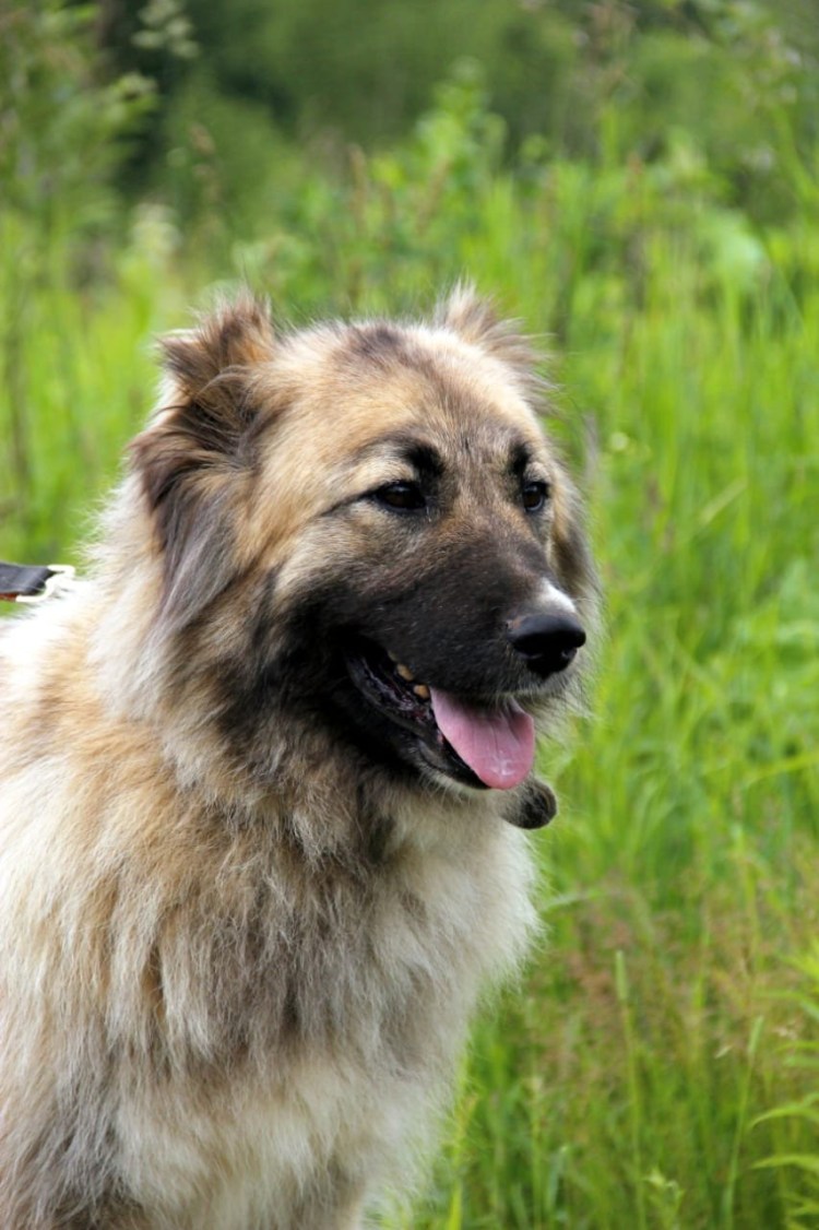 Кавказская сторожевая овчарка