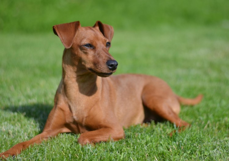 Ирландский пинчер