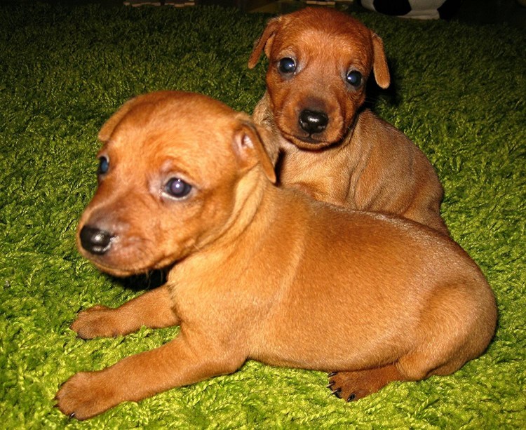 Мини Доберман Цвергпинчер рыжий