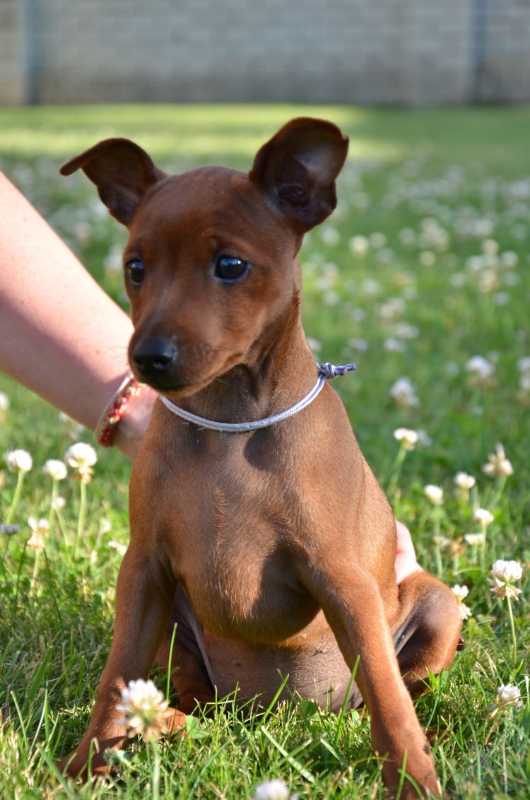 Пинчер терьер карликовый