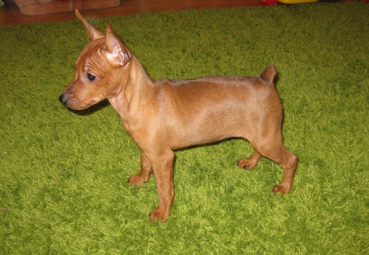 Цвергпинчер терьер рыжий