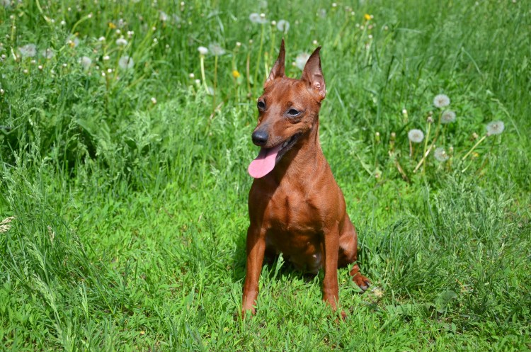 Цвергпинчер Чарли