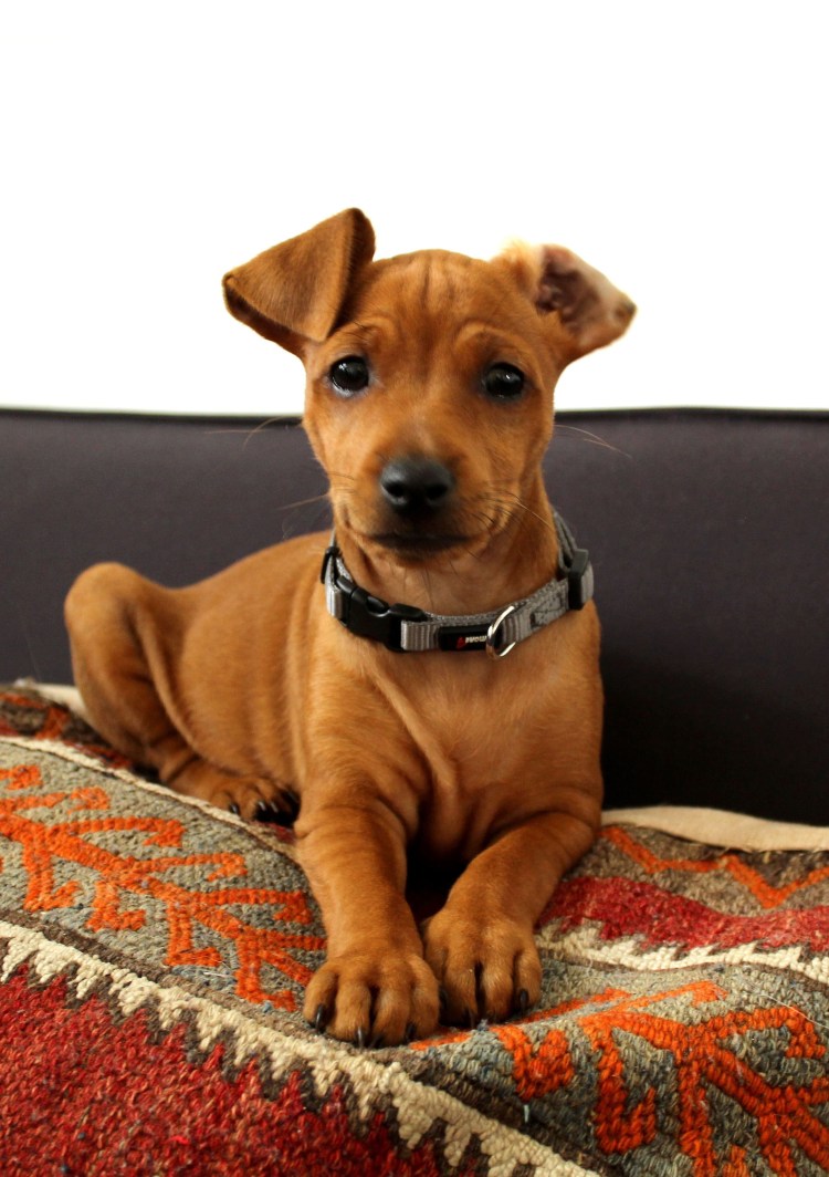 Цвергпинчер черный и рыжий