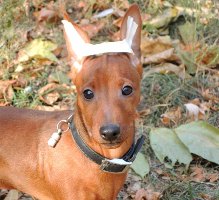 Цвергпинчер огненно рыжий