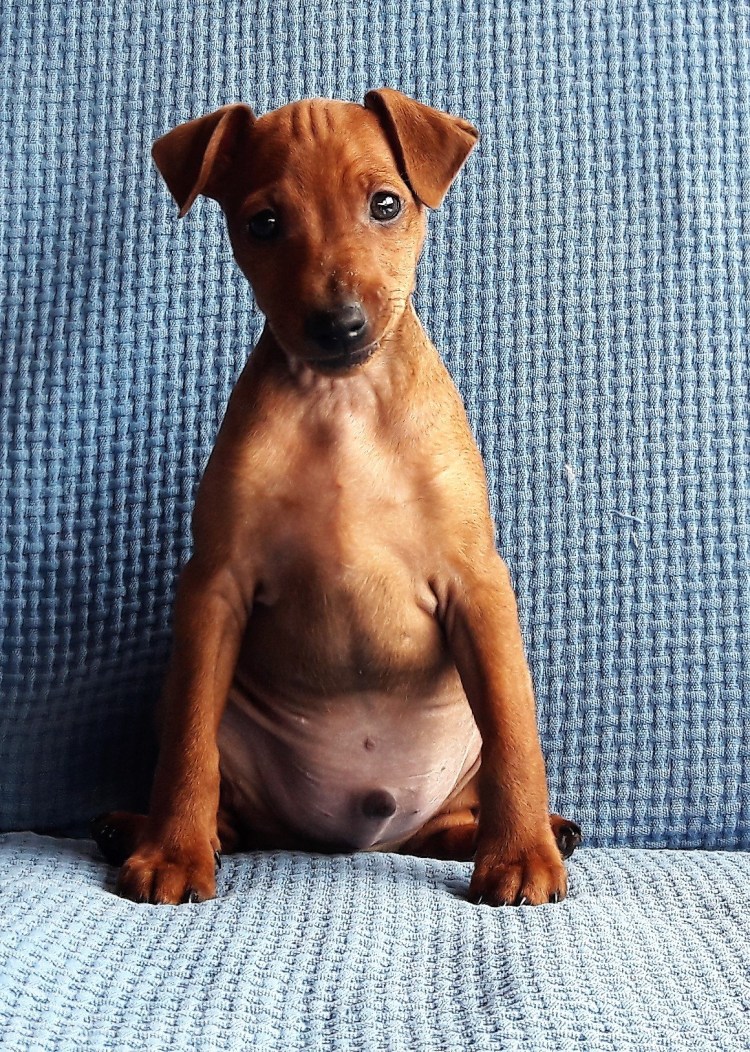 Австралийский пинчер рыжий