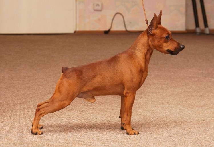 Пинчер терьер рыжий