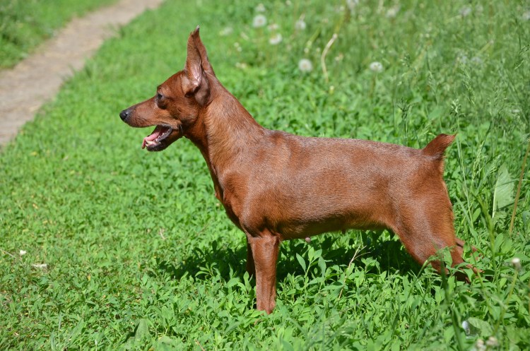 Бифт Стар Цвергпинчеры