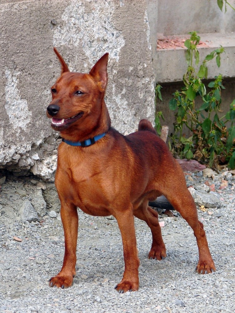 Цвергпинчер рыжий некупированный