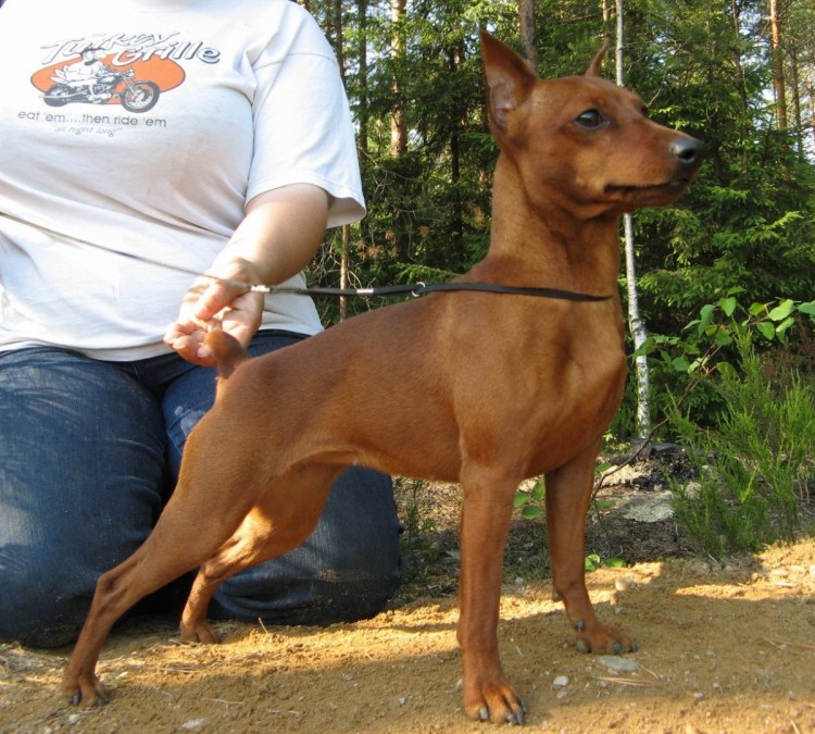 Мини Доберман коричневый