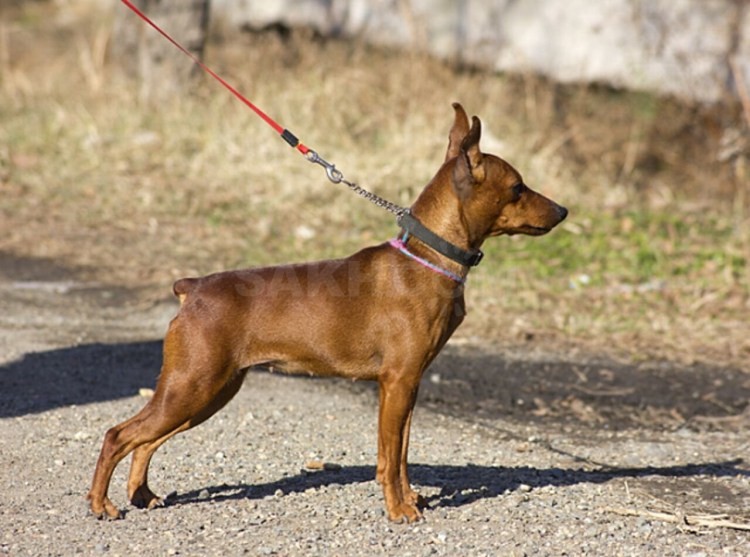 Карликовый пинчер песочный