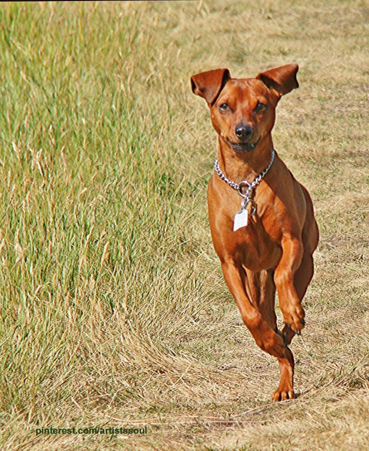 Пинчер рыжий