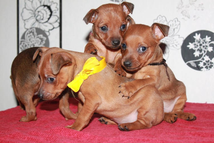 Кварц пинчер