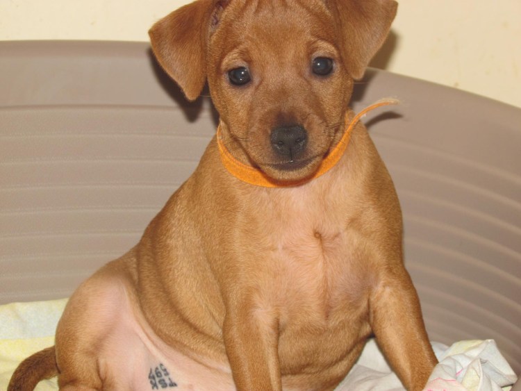 Карликовый пинчер рыжий окрас