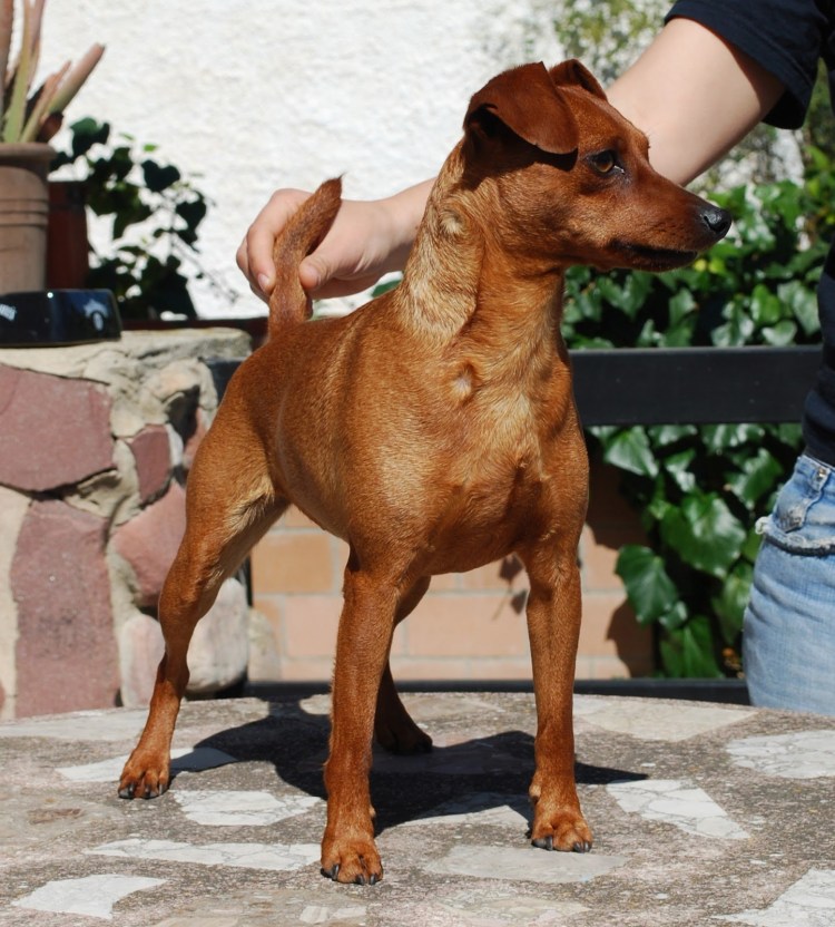 Карликовый Цвергпинчер рыжий