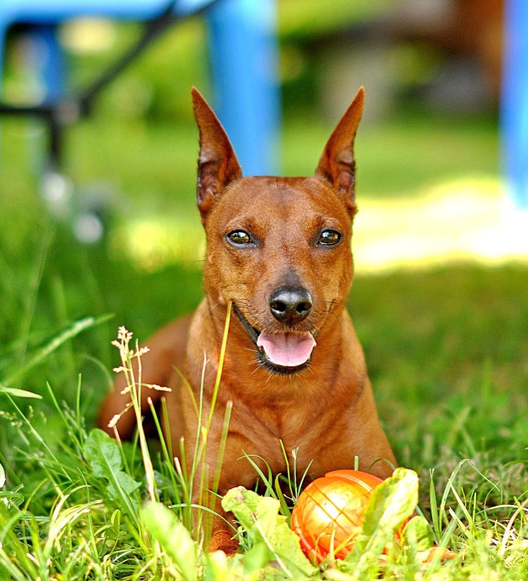 Пинчер малагрис"