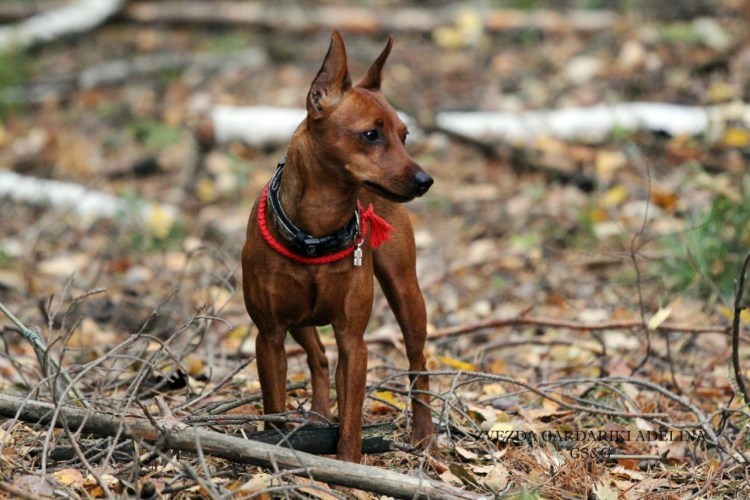 Мини Доберман Цвергпинчер рыжий