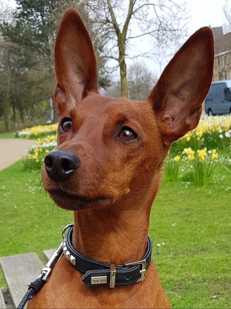 Золотистый пинчер