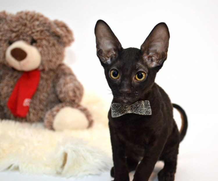 Велш терьер