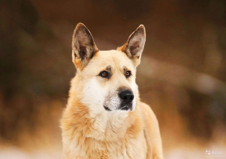 Овчарка короткошерстная