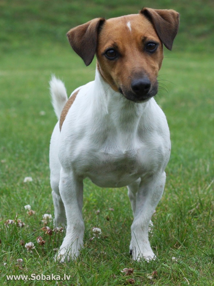 Джек-Рассел-терьер коротколапый