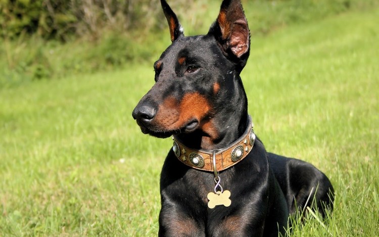 Гончая с длинной шерстью