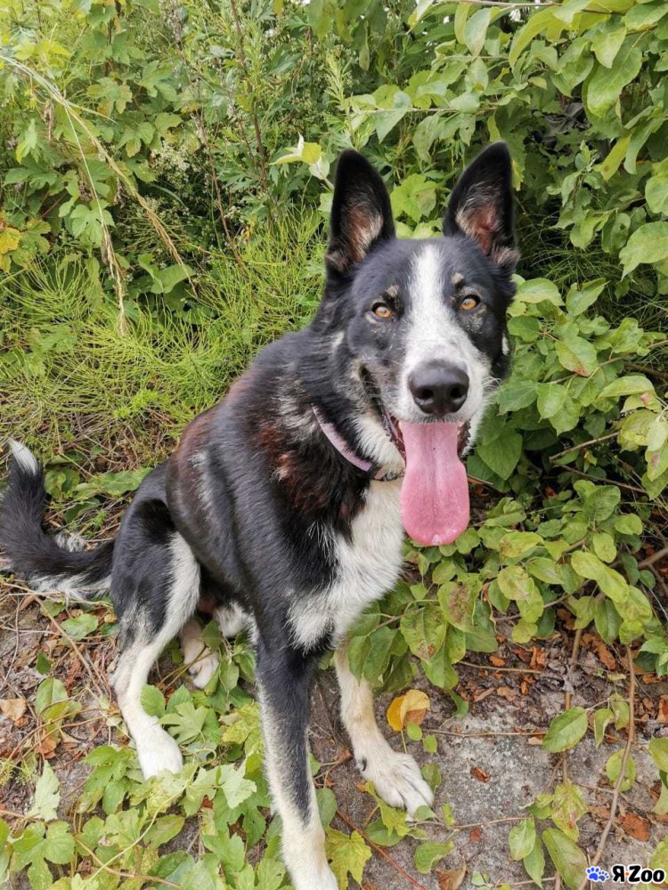 Немецкая овчарка Шеферд Мухтар