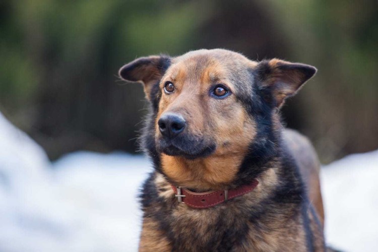 Порода собак рекс Рассел