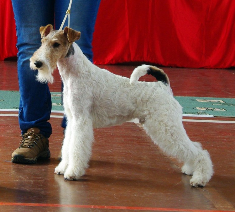 Немецкая овчарка Шутц Хунд