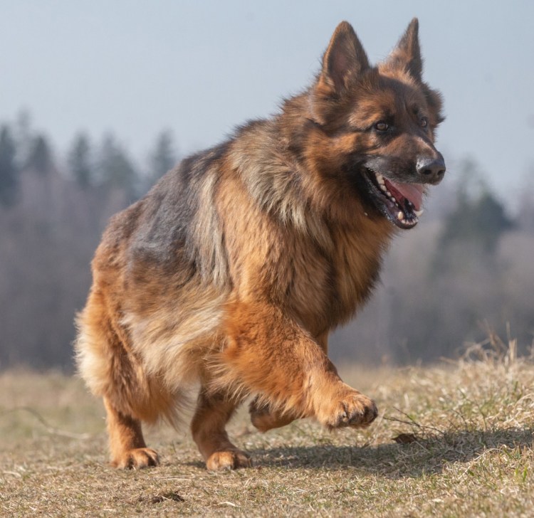 Немецкая овчарка Шерри