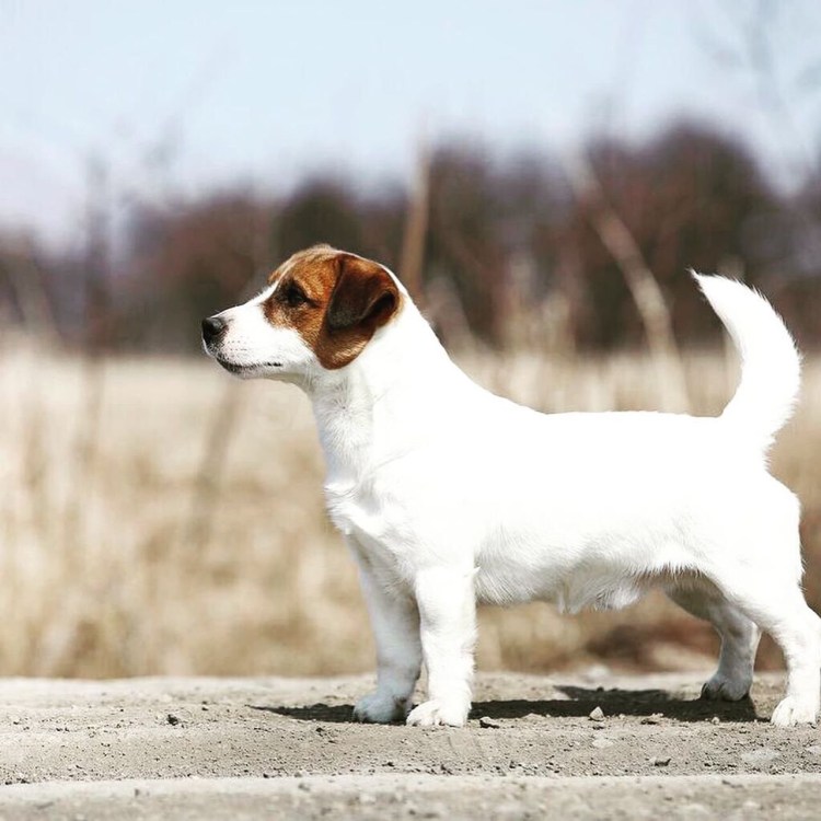 Рекс Джек Рассел