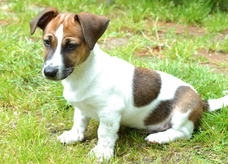 Корниш рекс тигровый окрас