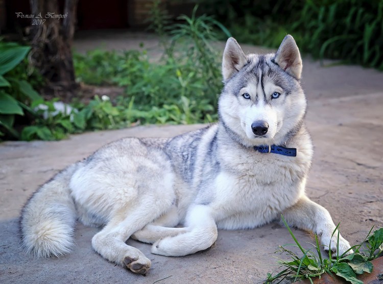 Порода собак рекс средние маленькие