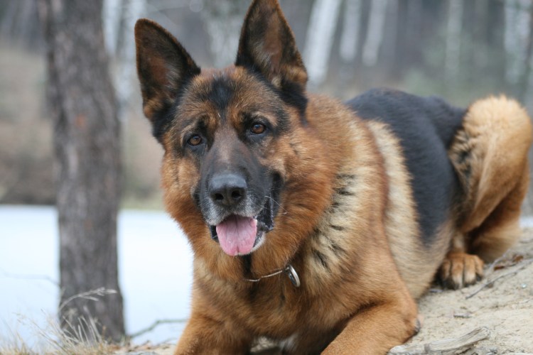 Овчарка рекс Шутц Хунд