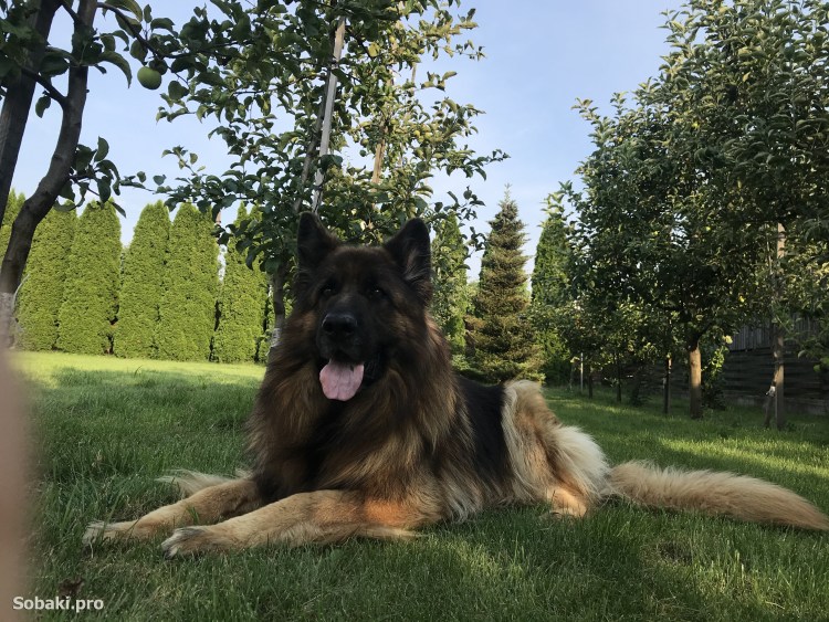 Бельгийский бладхаунд