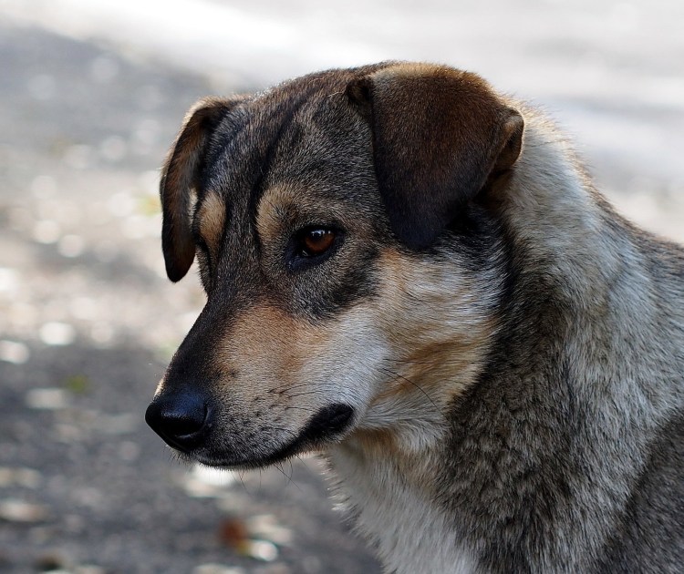 Собака Джек Рассел терьер