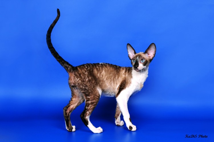 Джек Рассел собака