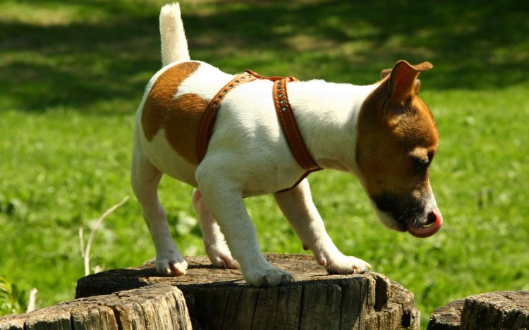 Вольт терьер фото