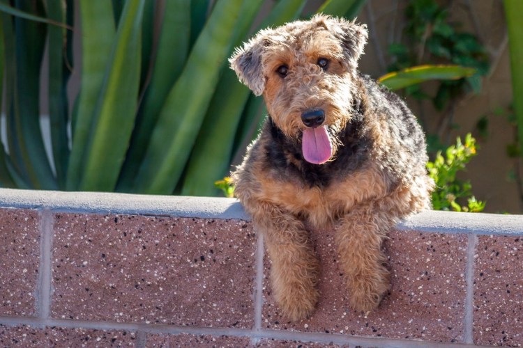 Овчарка малинуа