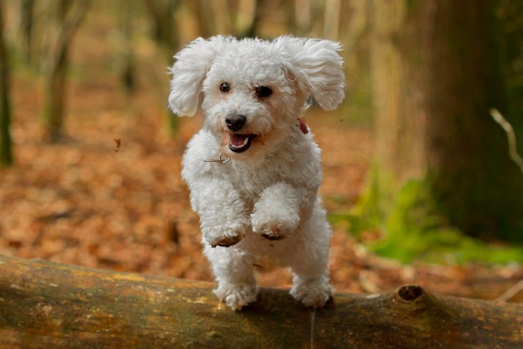 Фокстерьер жесткошерстный нестриженный