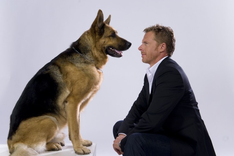 Корниш рекс порода кошек