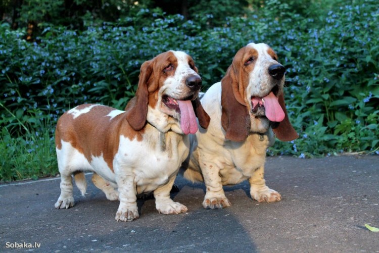 Бассет хаунд