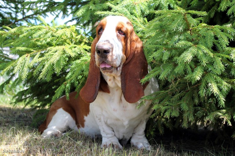 Басетхаунт Фрося